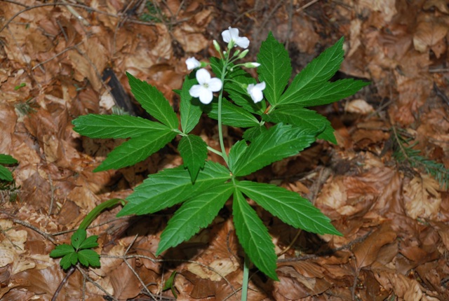 Cardamine heptaphylla